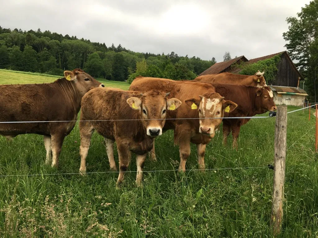 Eine Gruppe von jungen und alten Kühen auf dem Feld.