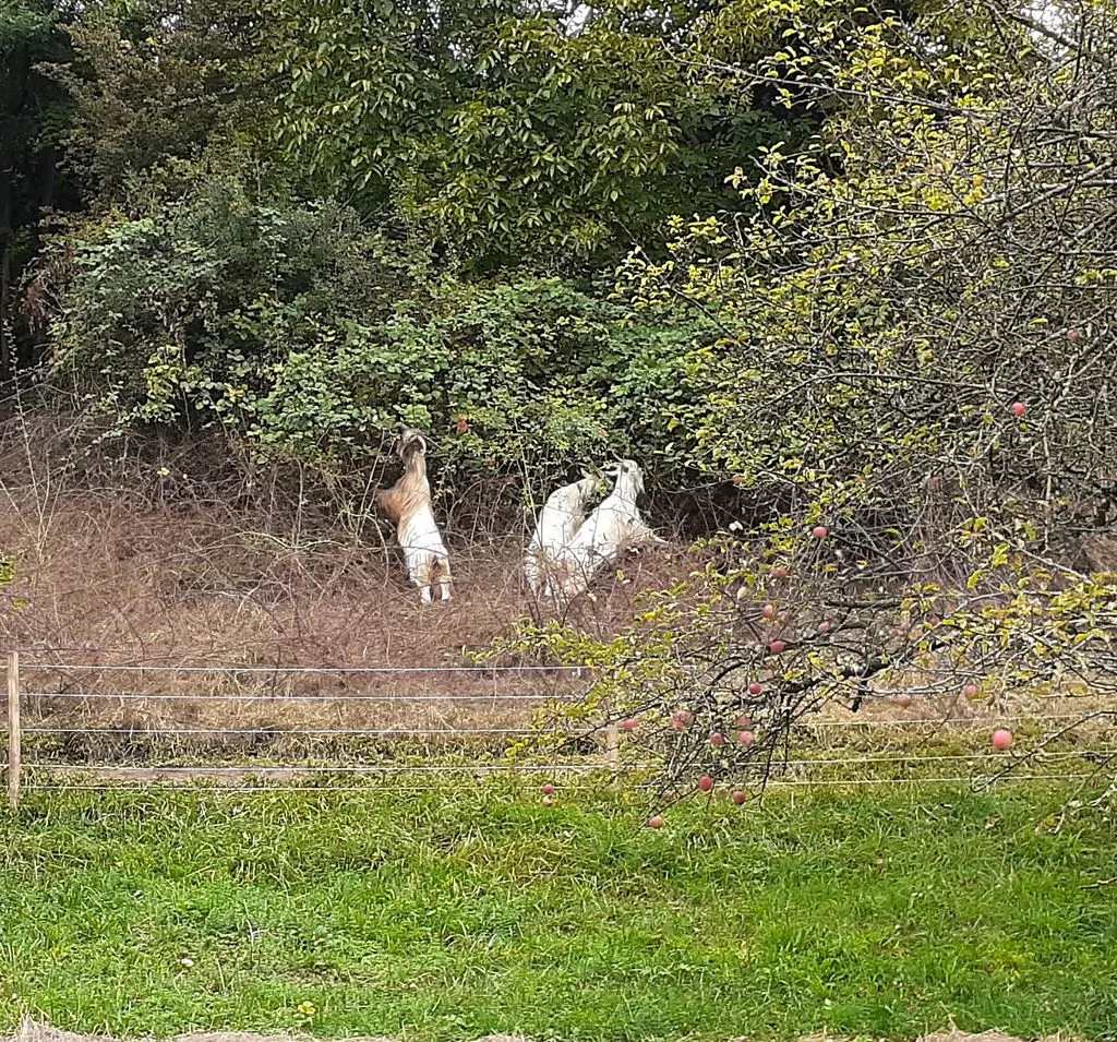 Geissen strecken sich nach grünen Blättern.