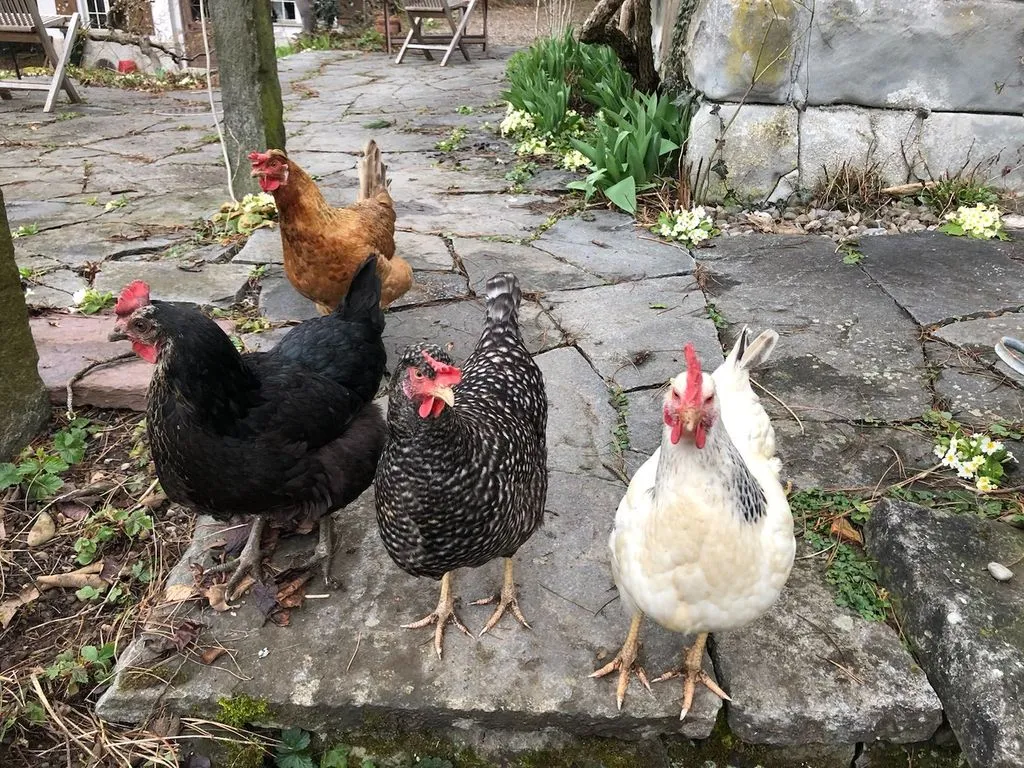 vier Hühner im Freien