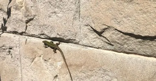 Eine Eidechse auf einer sonnigen Steinmauer.