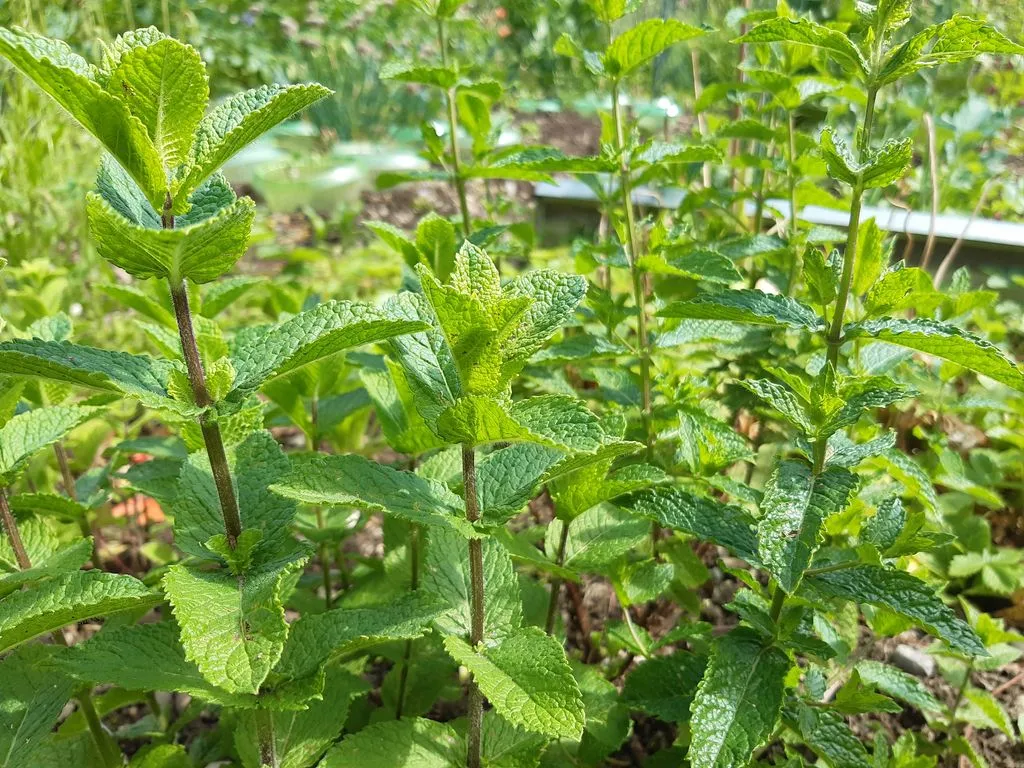 Frische Minze im Garten.