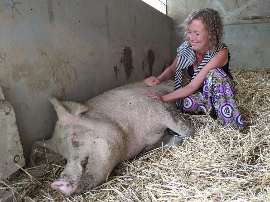 Storyteller streichelt lächelnd ein grosses Schwein in einem Stall.